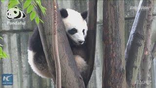 Cute alert: Nobody can wake up a sleepy panda