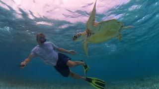 Swimming with turtles in the Grenadines |  Ep116