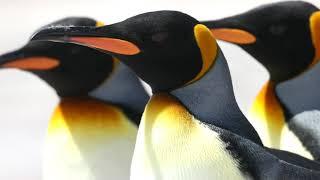 King Penguins: Falkland Islands