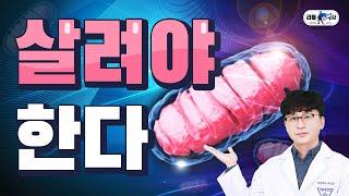간헐적 단식 영양제 | 세포 속부터 살리는 영양소 feat.오토파지, 간헐적 단식
