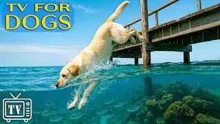 Dog TV for Dogs: All-Day Relaxation & Entertainment for Dogs! with Unseen Benefits of Music for Dogs