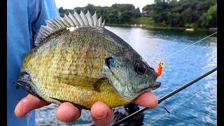 Summer Bluegill Fishing Tips & Advice