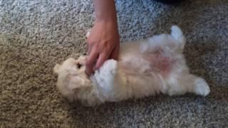 Two month old Maltese puppy