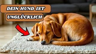 9 deutliche Anzeichen, dass dein Hund unglücklich ist!