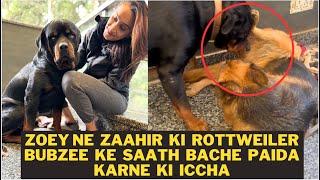 Rottweiler Bubzee Ke Saath Bache Paida Karne Ki Iccha Zaahir Ki Zoey:Kya Hum Rott-GSD Ke Bache Kare?