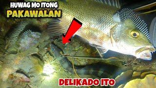 NIGHT SPEARFISHING PHILIPPINES FISH HUNTING AT NIGHT