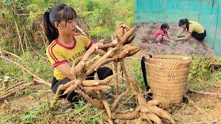 Single mother: Gardening to grow vegetables _ Harvesting cassava tubers as feed for chickens