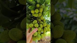 Have you ever seen a lychee tree full of fruit? Grape bunches with ears。你看過荔枝滿樹掛果的景象嗎？ 葡萄串的果穗，真是喜悅