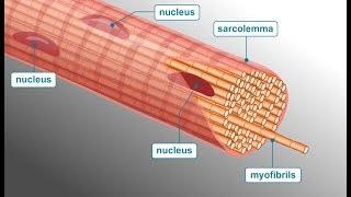 Sliding filament theory