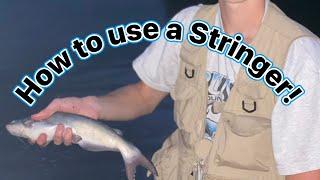 How to use a STRINGER for fishing. (DOUBLE LUNGING OUTDOORS TV) -#fishing #outdoors