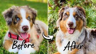 My Australian Shepherd Puppy Growing Up | 2 Months to One Year Old Time-Lapse