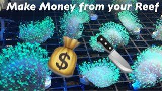 Making MONEY from your Reef: How to Frag a Toadstool Coral