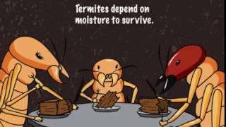 Termites In Arizona