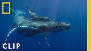 Witness a humpback whale birth caught on camera in Hawaii | National Geographic