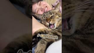 「ずっと一緒にいたいぃっ」と、大好きなママに甘える猫