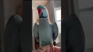 Fist Pump  #parrot ￼#thebluechicken