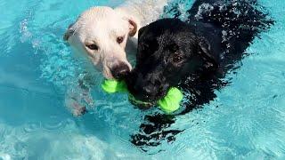 Labrador Siblings Are Reunited!!