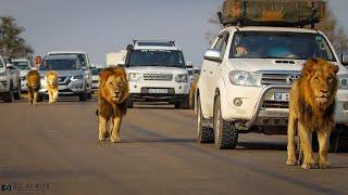 4 Male Lions, Expanding their Territory- Kruger National Park South Africa