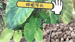 种植芋头,芋头育苗，小芋头如何种植出更多的芋头,