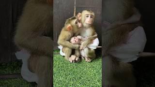 Lovely Family Mario #viral #monkey #cute #shorts #animals #fyp #love #trending #pets #funny #video