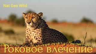 Nat Geo Wild.Роковое влечение.