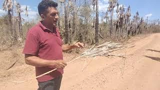 TEMPO DE DERRUBAR AS PALHAS DOS CARNAUBAIS - RIQUEZA DO PIAUÍ