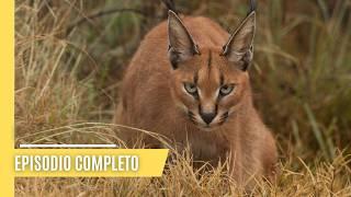 Más allá de Leones y Tigres - Explore el Poderoso Mundo de los Pequeños Felinos | Episodio Completo