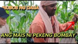 INUBOS NG DAGA ANG MAIS NI PEKENG BOMBAY #pugongbyahero #pbteamdavao #katutubo #charityvloggers