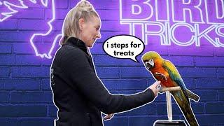 BASIC PARROT HANDLING TIPS WITH MY MACAW | Step Down Up and Off