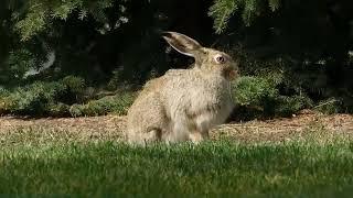 How Smart Are Rabbits? Exploring Their Surprising Intelligence