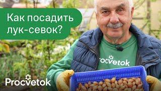 СДЕЛАЙТЕ ЭТО ПРИ ПОСАДКЕ ЛУКА-СЕВКА ВЕСНОЙ для большого урожая крупных луковиц!