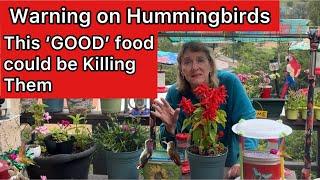 PLEASE Watch if You are Feeding Hummingbirds Homemade Nectar w/ Hummingbird Feeder to Help Wildlife