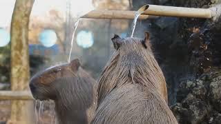 Chilling Capybaras Chillin' to Lofi Hop and Hot Water