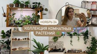 Коллекция комнатных растений в студии керамики  | Ноябрь’24