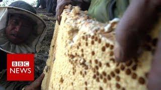 Meet the daredevil honey hunters - BBC News