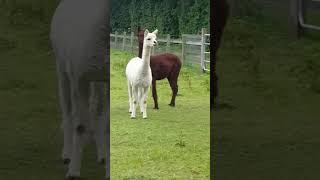 Lama #lama #animals #farming #nature #beautiful #pets #petlover #subscribe #viral #tiktok #shorts