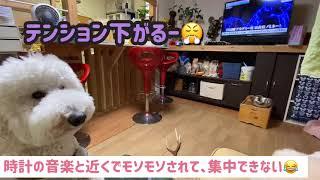 テレビ大好き！ディズニー大好き！