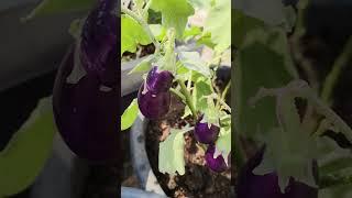 Brinjal #shorts #vankaya #organic #veggies #garden