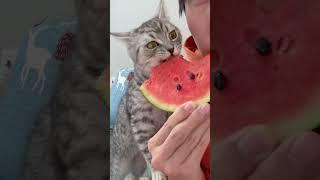 The kitten suddenly eat watermelon flesh and its eyes