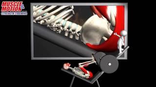 Leg Press  Common Mistake   Muscle and Motion