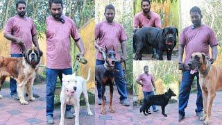 Cane Corso മുതൽ Great Dane വരെ, ഏറ്റവും കുറഞ്ഞ വിലയിൽ,വീടിനുള്ളിൽ 50 ൽ അധികം നായകൾ