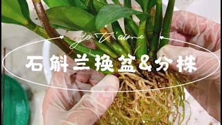 【养兰记】石斛兰分株换盆全程示范解析|水苔树皮混合植料|石斛兰的根太密了，废了九牛二虎之力才把水苔清除坐标多伦多