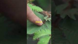 Can Plants Feel Pain?  ||  Discover the Secret of plants  ||  QuickBytes