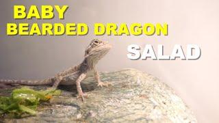 Baby Bearded Dragon Salad !! Week 15