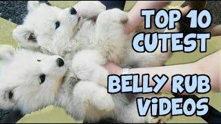 TOP 10 CUTEST ANIMAL BELLY RUBS