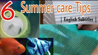 Best tips for summer care of fish tank