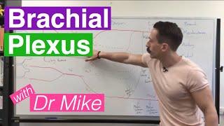 Brachial plexus and Branches