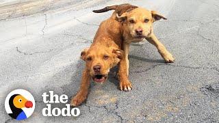 Woman Stops While Driving Home As She Spots Two Stray Puppies | The Dodo