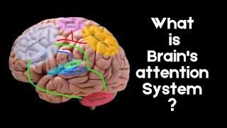 What is Brian's attention System ?