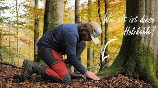 Gibt es in Deutschland noch Urwälder?